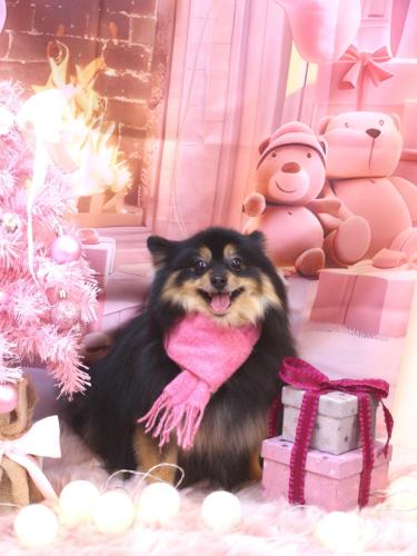 20241227アンバーちゃん